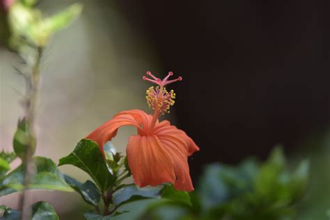 Orange Hibiscus Flower Free Stock Photo - Public Domain Pictures