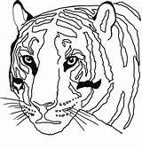 Tiger Head Coloring Page Pages sketch template
