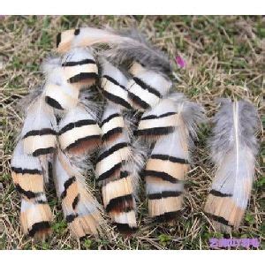 EMU Feather - EMU Bird Feather Price, Manufacturers & Suppliers