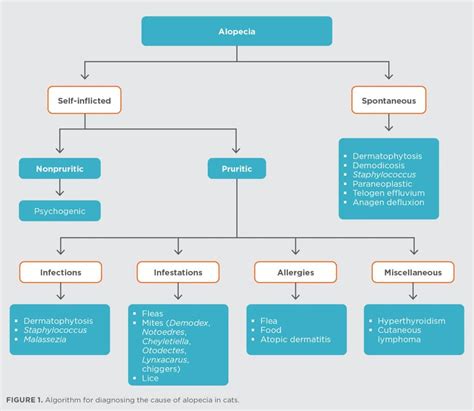 A Clinical Approach to Alopecia in Cats | Today's Veterinary Practice