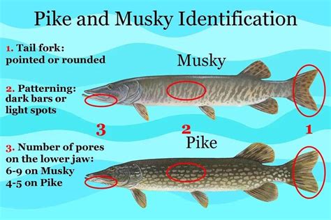 Top 5+ Differences - Muskie Vs Pike - What's the Difference ...