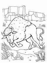 Angry Bison coloring page sketch template
