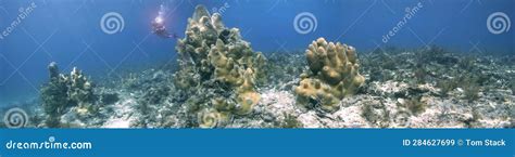 Pillar Coral Panorama in the Florida Keys National Marine Sanctuary ...