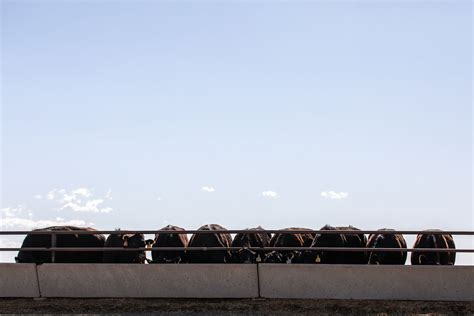 Kansas Cattle Ranch | Larson Angus Ranch | United States