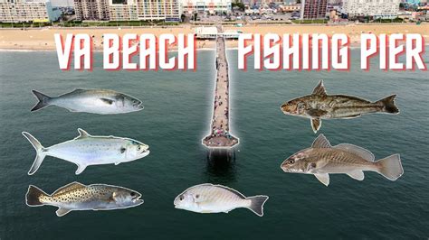 Fishing Virginia Beach Pier | Atlantic Ave VA (Mackerel, Bluefish ...