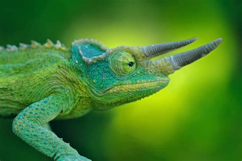 Jackson's Chameleon - CRITTERFACTS