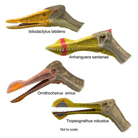 pterosaur species | pterosaur heads ornithocheiroidea with teeth by paleopeter digital art ...