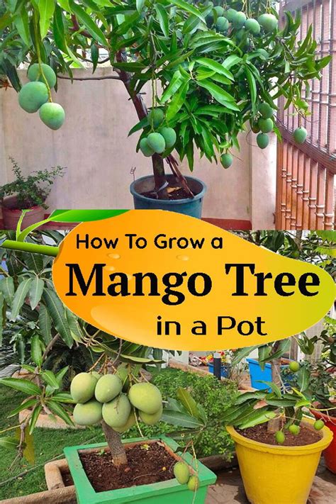 Everything About Growing Mango Tree | Mango Tree Care in Pot