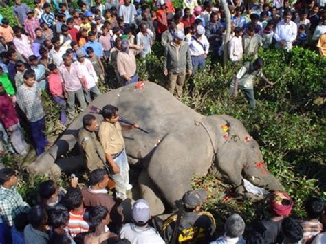 Serial killer elephant shot dead in India