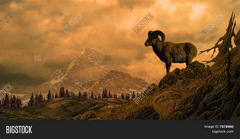 Bighorn Sheep Rocky Image & Photo (Free Trial) | Bigstock