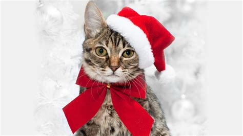 Download Ribbon Santa Hat Animal Cat HD Wallpaper