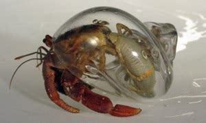 Hermit Crab Shells made of Blown Glass