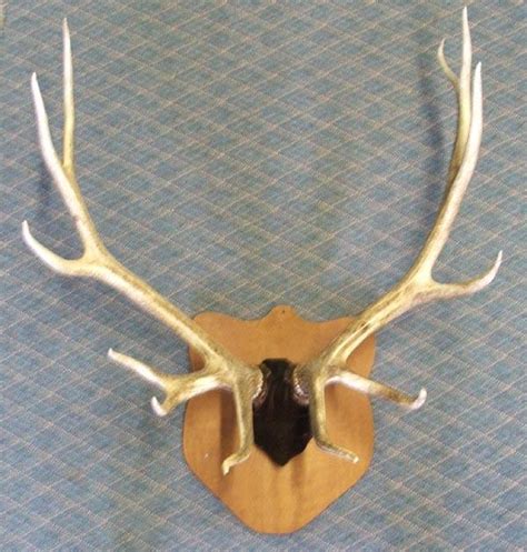 Large Mounted Elk Antlers MUST BE PICKED