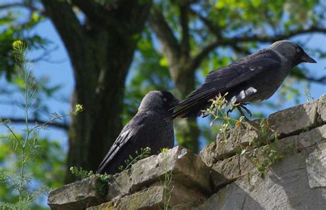 Corvidae : about Raven, Rooks and other birds | Natureguide.ro