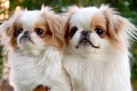 Japanese Chin Dog Breed Information, Images, Characteristics, Health