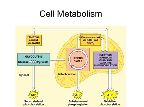 Cell metabolism