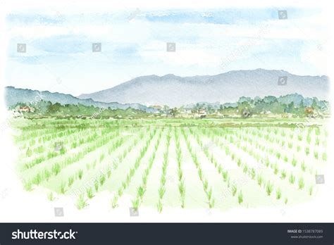 Watercolor Illustration Rice Field Stock Illustration 1538787089 | Shutterstock