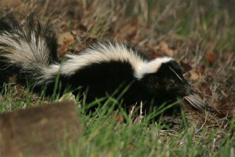 De-skunking Recipe - Essential Oil Vet