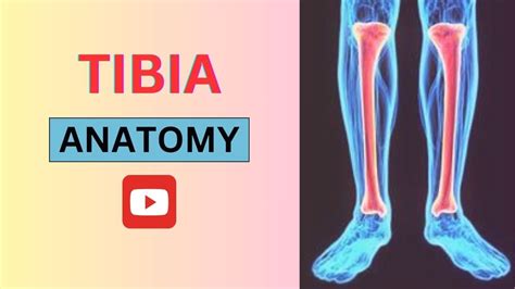 Tibia bone|Tibia Anatomy|Tibia bone Anatomy|Articulations|Attachments #tibia #bone #3d #anatomy ...