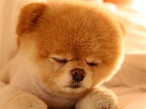 Boo Cute Dog Sleep-dog photo wallpaper Preview | 10wallpaper.com