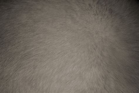 Gray Fur Texture Picture | Free Photograph | Photos Public Domain