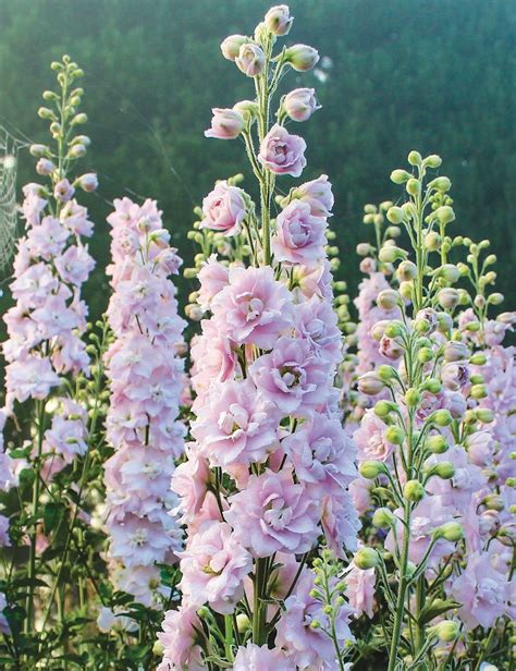 Dowdeswell Delphiniums Pink Blush, more heat resistant | 1000 in 2020 ...