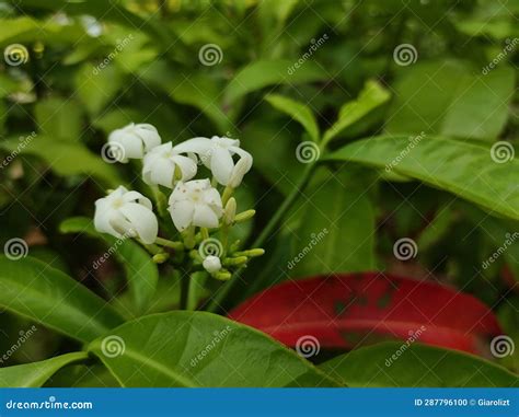 A Photo of a Water Guava Plant that Grows on a Flowering Plantation Stock Photo - Image of food ...