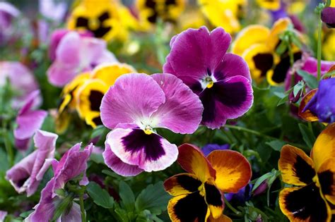 Winter landscape maintenance tips: bright pansy color - Great Estates