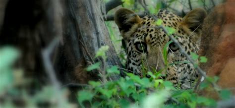 Jaguar Conservation in Costa Rica | GVI USA