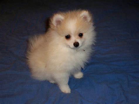 Or should I get a pomerian, they are soooo cute | Cuddly animals, Cute animals, Bear puppy