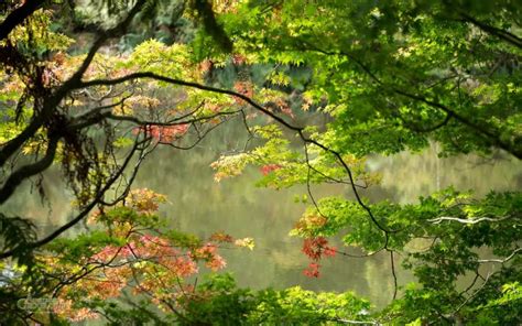 Rhododendron Garden - Australian Geographic