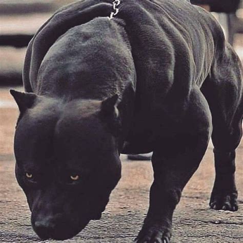 Pin by ⒼⒽⓄⓈⓉ 🅖🅔🅔🅩🅨 on ᴮᵘˡˡⁱᵉˢ | Bully breeds dogs, Pitbull terrier ...