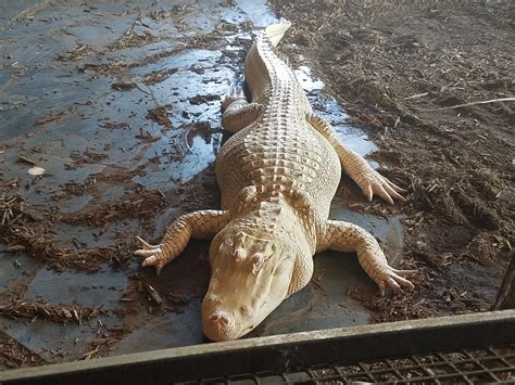 Extremely Rare Albino Alligator : r/RealLifeShinies