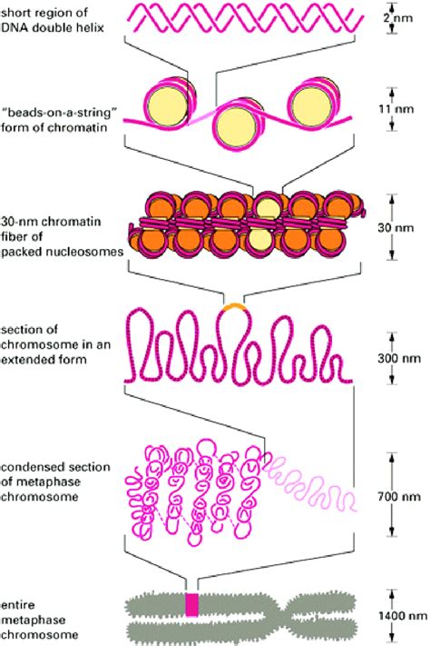 Chromatin structure... | Download Scientific Diagram