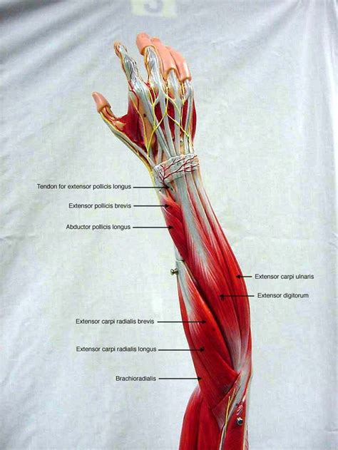 labeled muscles of lower leg - Yahoo Search Results | Medical anatomy ...