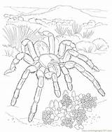 Spider Coloring Wolf Carolina Tarantula Pages Drawing Trapdoor  sketch template