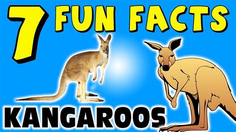 Koalas Kangaroos Fun Facts About Australias Most