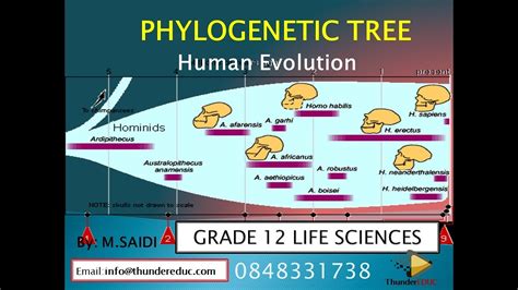 Human Evolution Tree