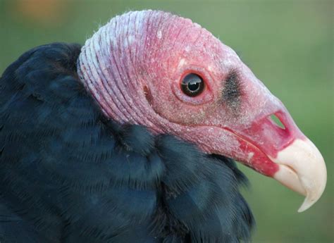 Smithsonian Insider – Study shows turkey vulture is doubly blessed with acute vision and sense ...