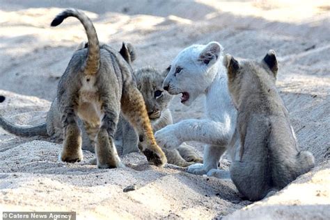 White lion cub, one of 11 in the world, is spotted in South Africa - Celebrities Major