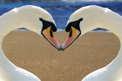 Free photo: Swan, Heart, Love, Bill, Beach - Free Image on Pixabay - 2326666