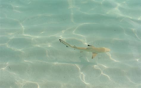 Baby Blacktip Reef Shark HD desktop wallpaper : Widescreen : High Definition : Fullscreen