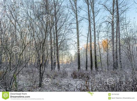 First Frost stock photo. Image of plants, trees, forest - 101761522