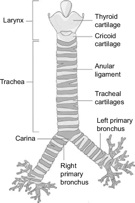 Trachea Diagram Labeled