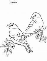Coloring Pages Of Birds sketch template