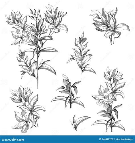 Set of Vector Contour Flowers on a White Background. Sketches of the Isolated Flowers Drawn by ...