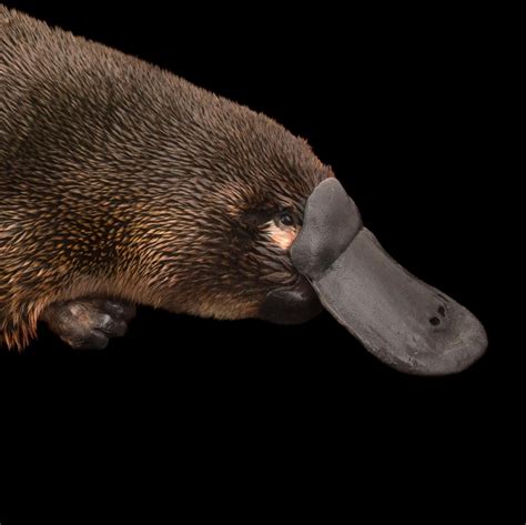 Platypus | National Geographic