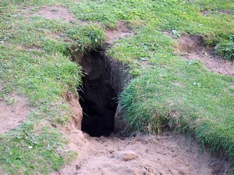 How to Stop Rabbits From Digging Holes on Your Property - Pest Pointers