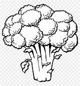 Lettuce Coloring Page sketch template