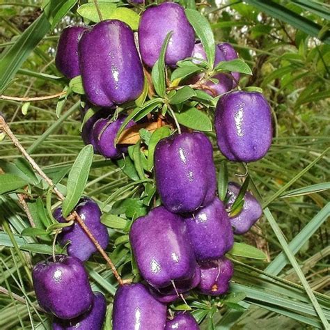 Purple Apple Berry Seeds (Billardiera longiflora) - Price €2.50